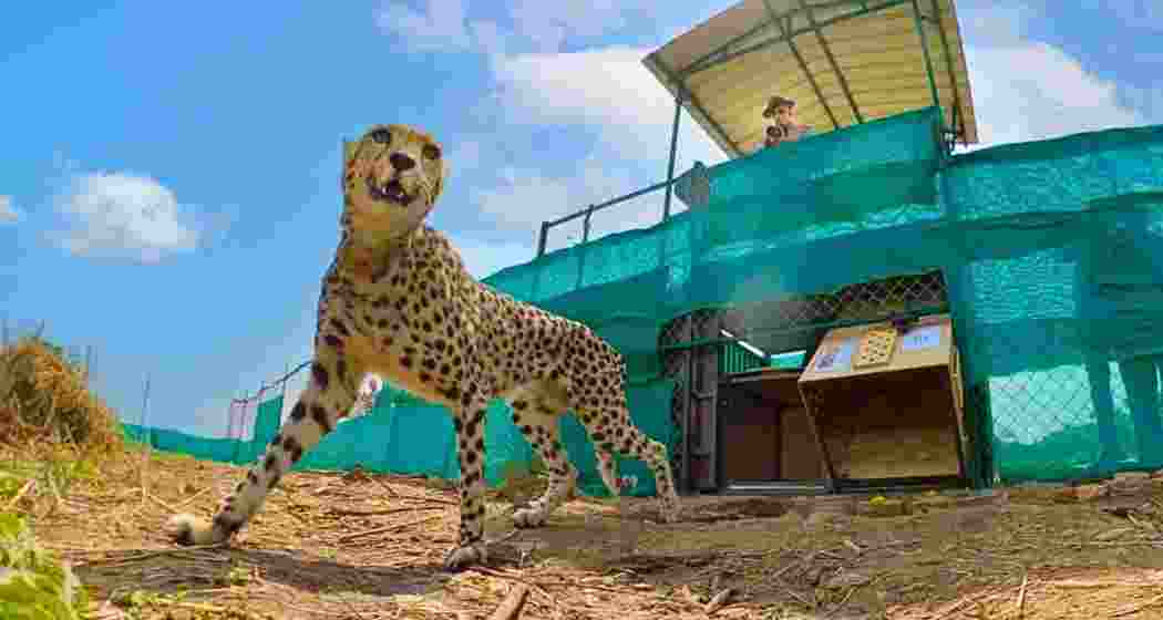 The cheetahs were released into Kuno National Park in Madhya Pradesh in 2022 by Prime Minister Narendra Modi.