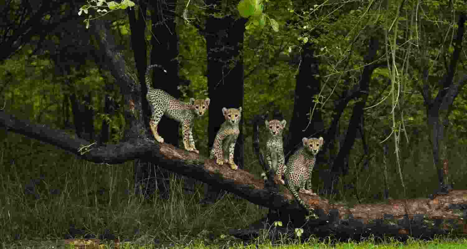 India to bring more cheetahs