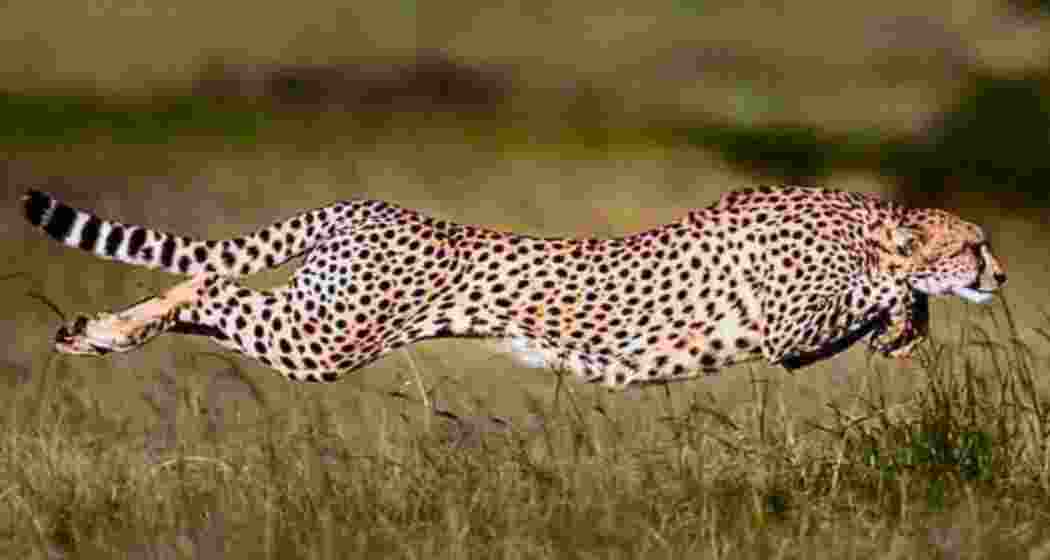 Cheetahs Agni and Vayu, newly released into the wild at Kuno National Park on International Cheetah Day, roam their new habitat in the Parond forest area. File photo.