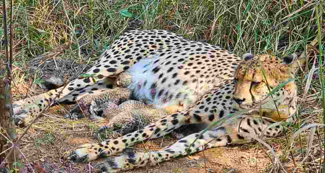 Cheetah Gamini gives birth to three cubs. Photo Credit: X@byadavbjp