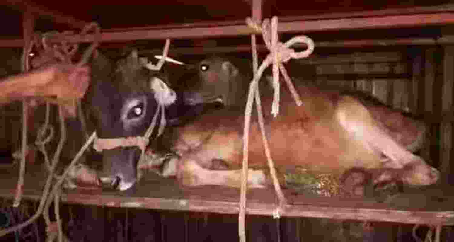 A representative image.