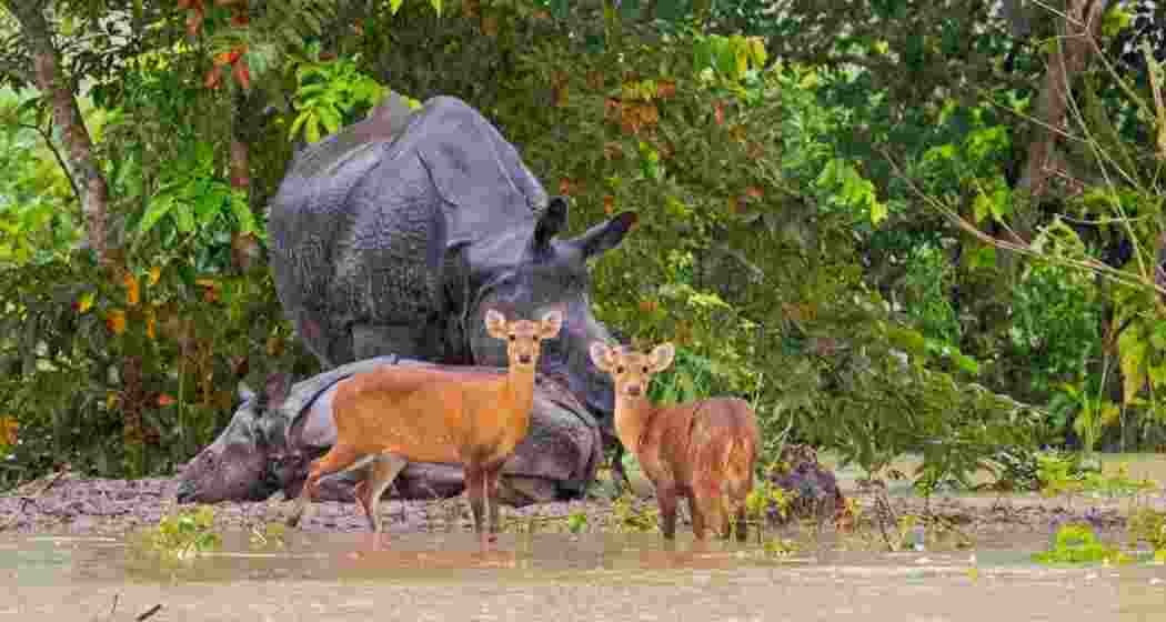 A representative image.