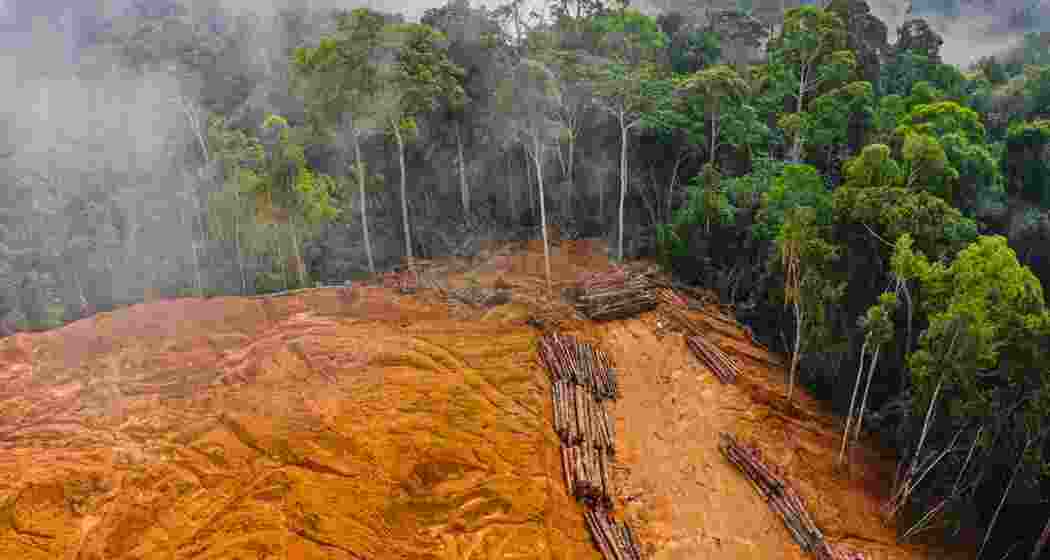A stretch of forest land in central India.