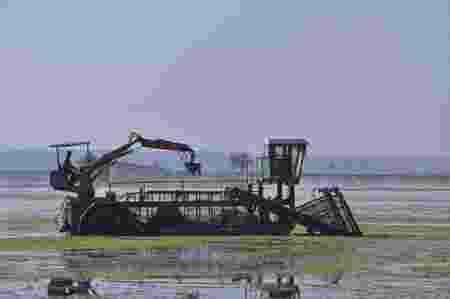 Saving Dal Lake for posterity: Over 6 kms made weed free