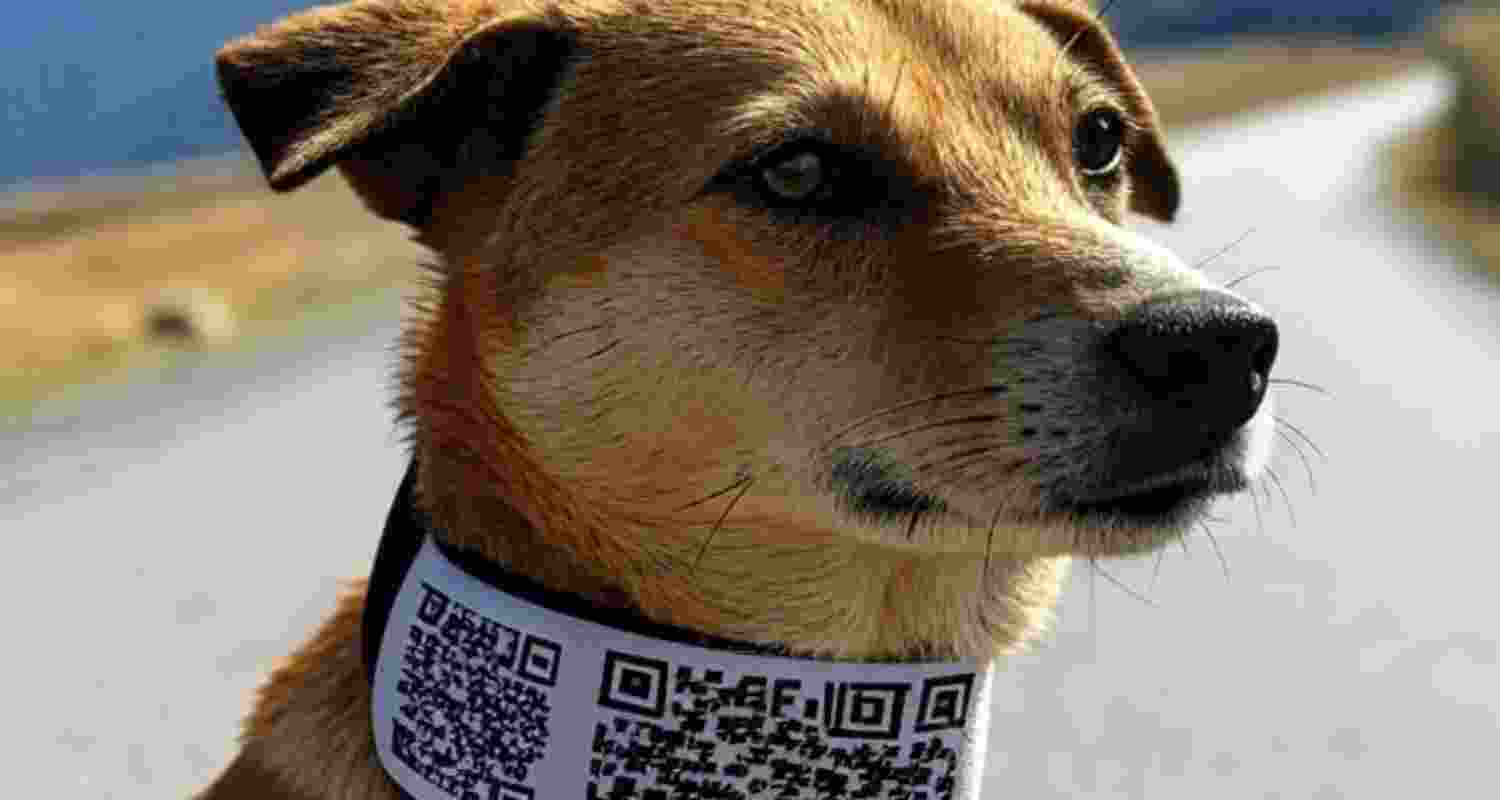 Shimla to use QR codes to track dog vaccination status