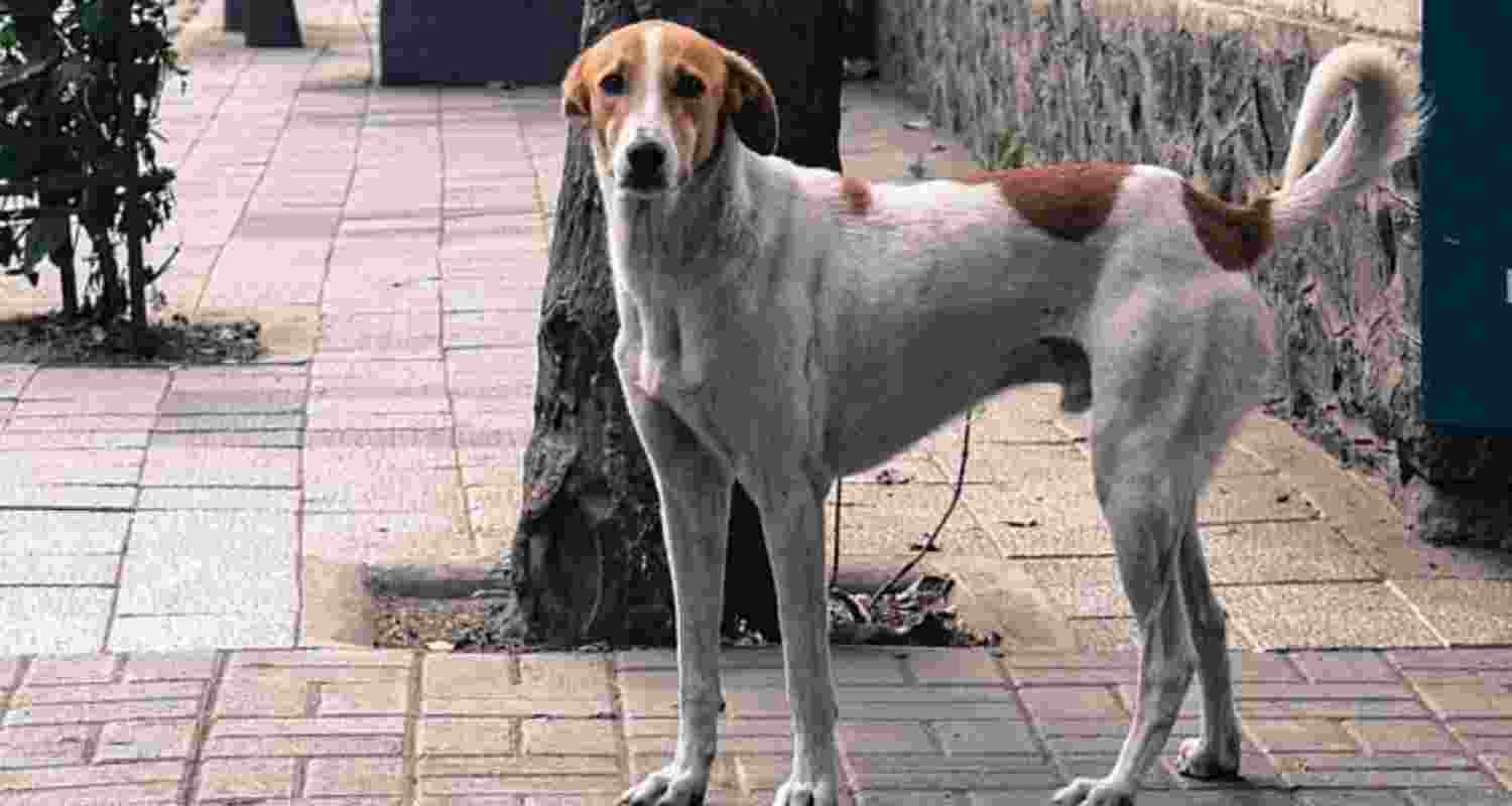 Supreme Court order on stray dogs.