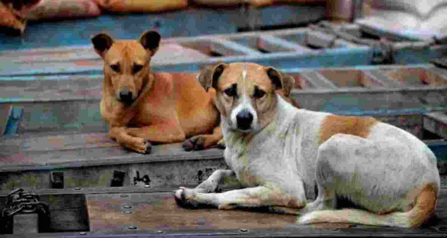 300 stray dogs killed in Telangana; 9 booked