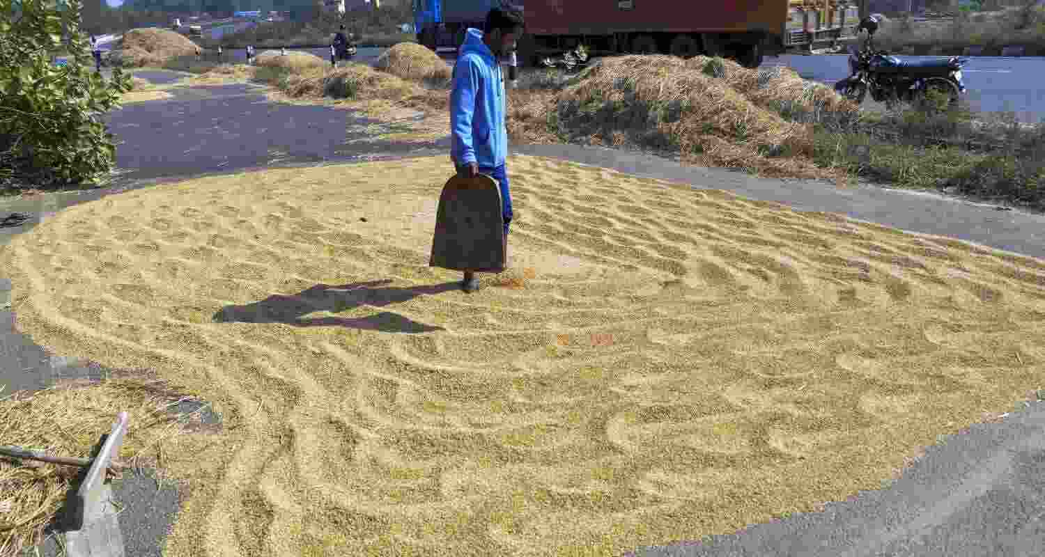 Designed to replace the nearly-60-year-old Seeds Act of 1966 and the Seeds (Control) Order of 1983, the National Seeds Bill 2025 aims to modernise seed regulation, curb the sale of spurious seeds, and integrate digital tracking into the agricultural supply chain