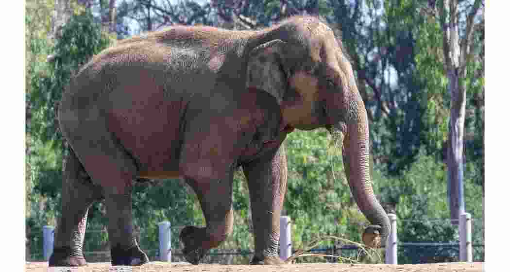 Kunki elephant kills retired army man in north Bengal trial Kunki elephant kills retired army man in north Bengal trial