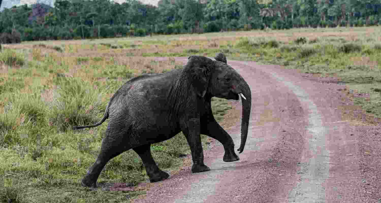 Drones deployed as elephant attacks escalate in Jharkhand