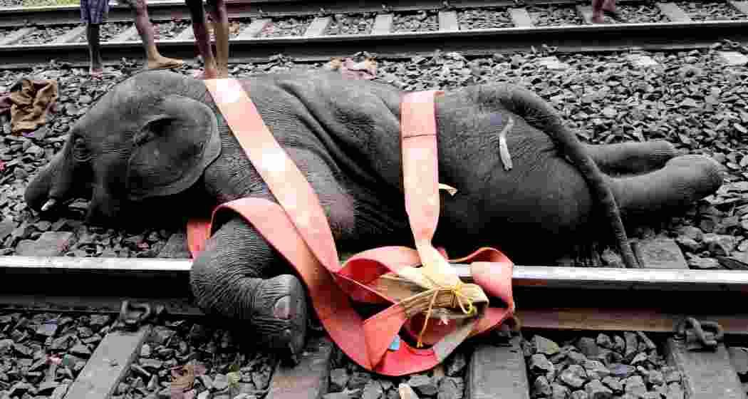  Carcass of an elephant lies on a railway track after three elephants collided with a train while crossing the tracks, near Banshtola in Jhargram, in Paschim Medinipur district, West Bengal, Friday, July 18, 2025. 