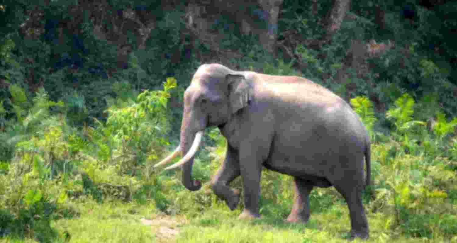 Two killed, four injured as wild elephants continue rampage in J’khand