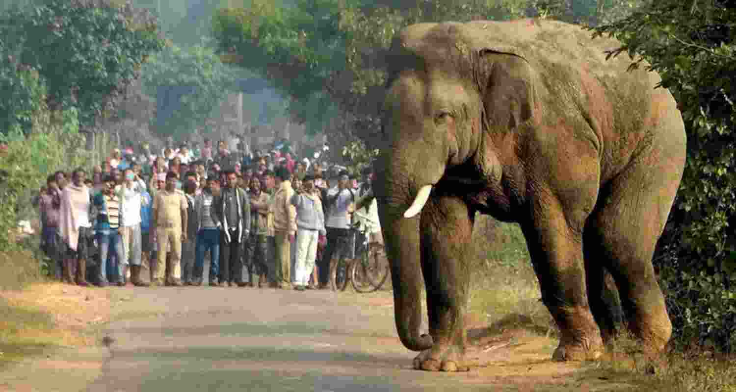 Local residents have expressed strong anger, demanding continuous monitoring of elephant movement, deployment of trained rapid-response teams, and long-term mitigation measures.
