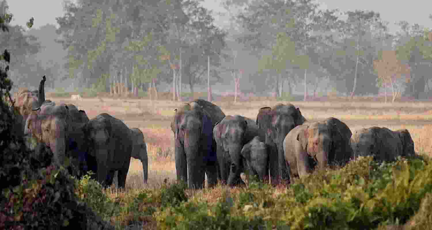 Six killed in elephant attack 