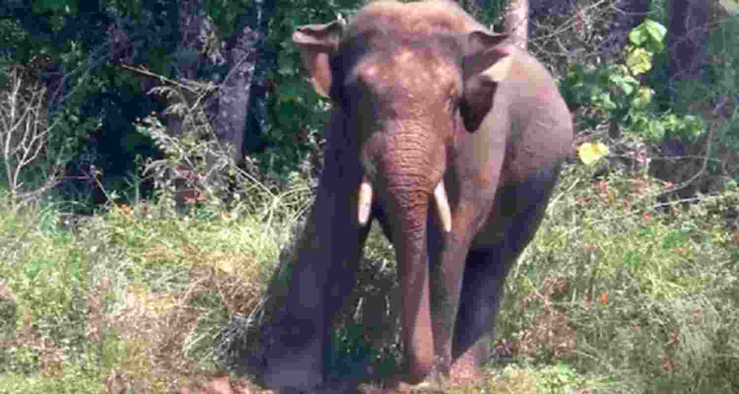 The animal could be the same elephant that was seen a few days ago in the Hatia area of Ranchi. Since that sighting, fear had gripped nearby localities.
