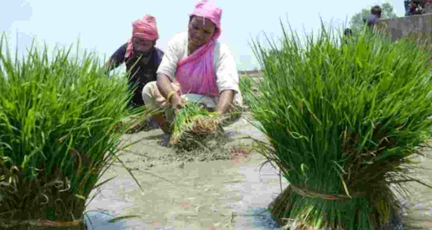 Karnataka to procure green gram, sunflower with MSP