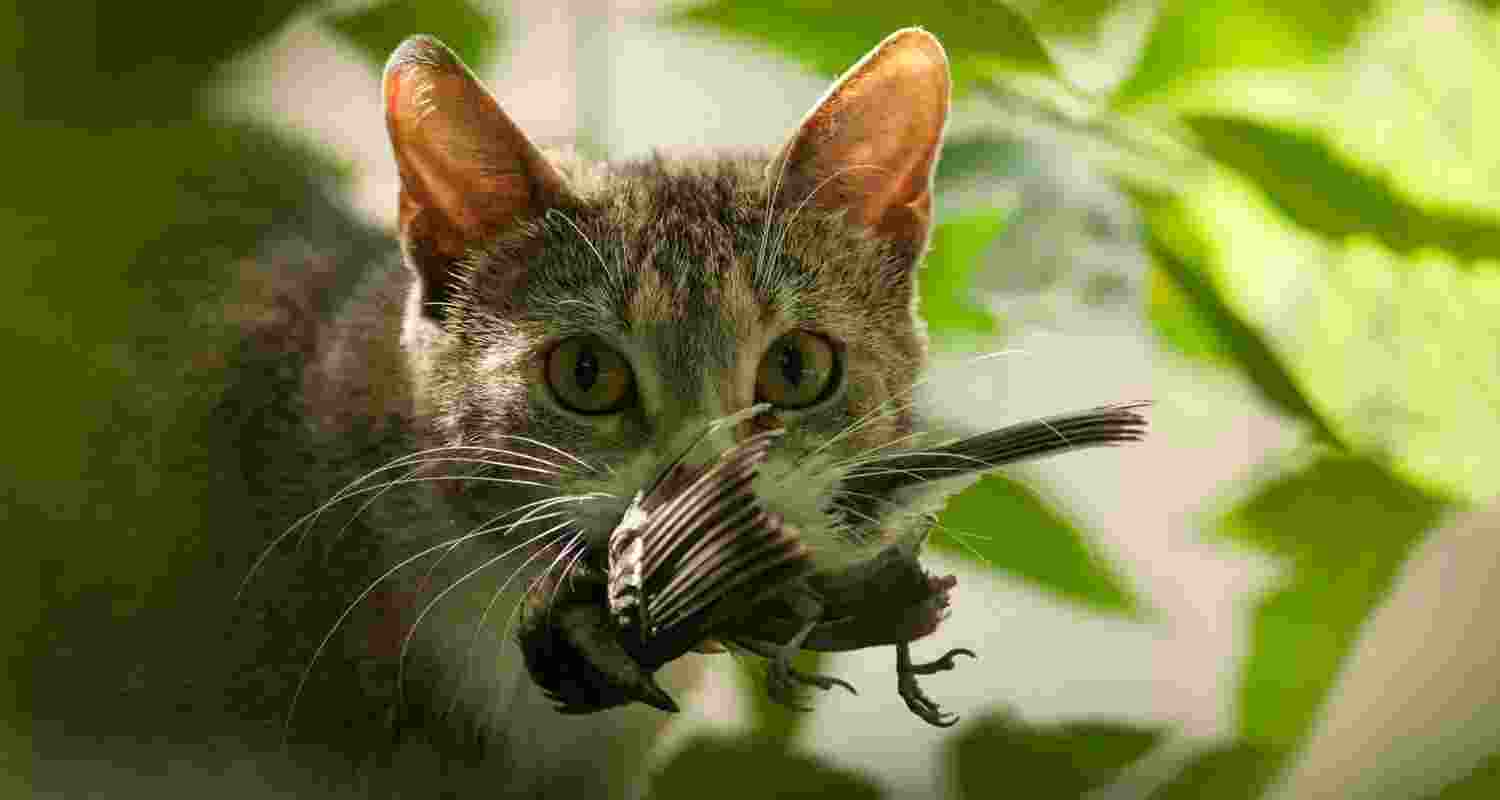 The pet threat: Can EU laws fix the biodiversity crisis