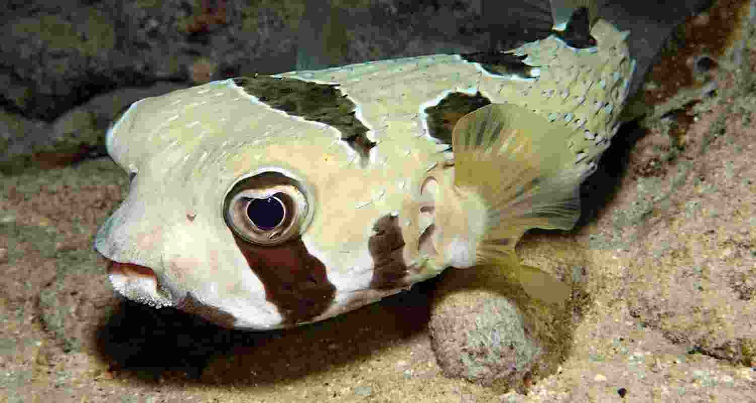 Blackblotched porcupinefish (Diodon liturosus).