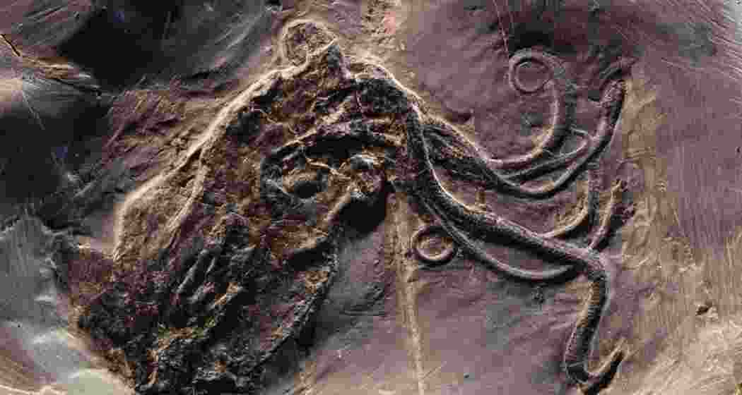 The fossil of Pohlsepia mazonensis from Illinois, once thought to be the world’s oldest octopus, has been reclassified as a nautilus relative after new scientific analysis.