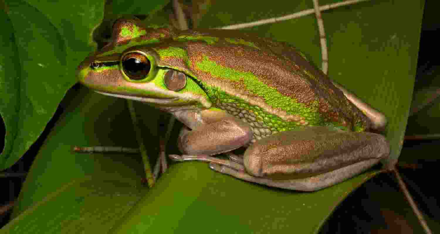 Private land found to be crucial refuge for rare frogs