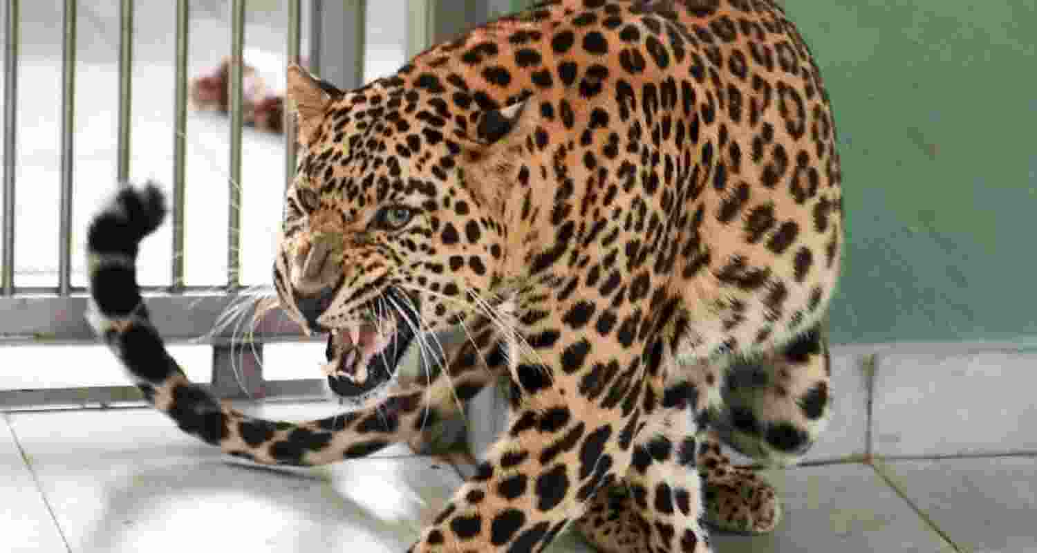 Camera traps also captured both snow leopards and common leopards at the same locations