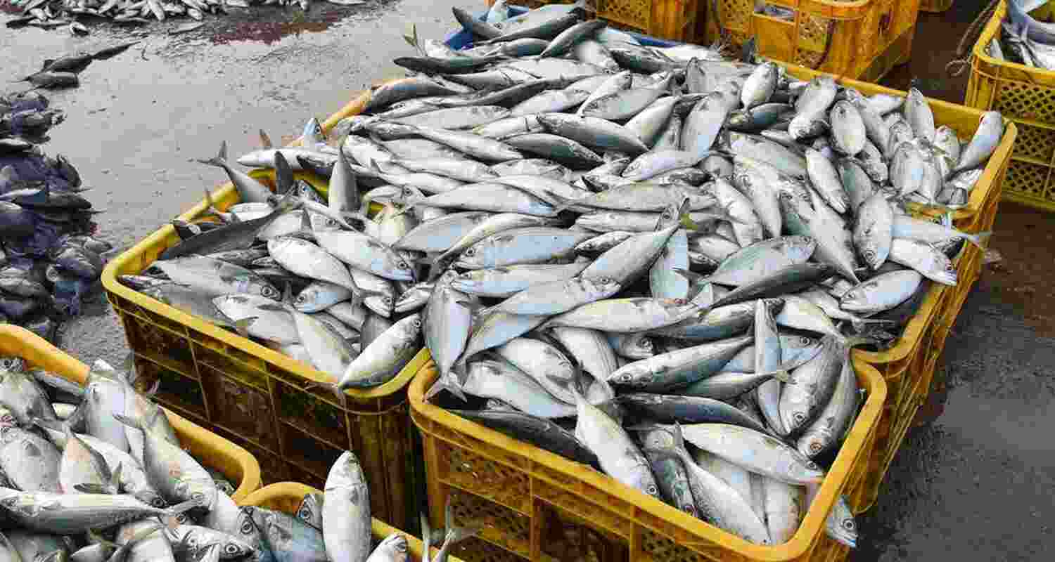 The European Union (EU) has approved another 102 marine product units from India to export seafood to the bloc, taking the total to 604