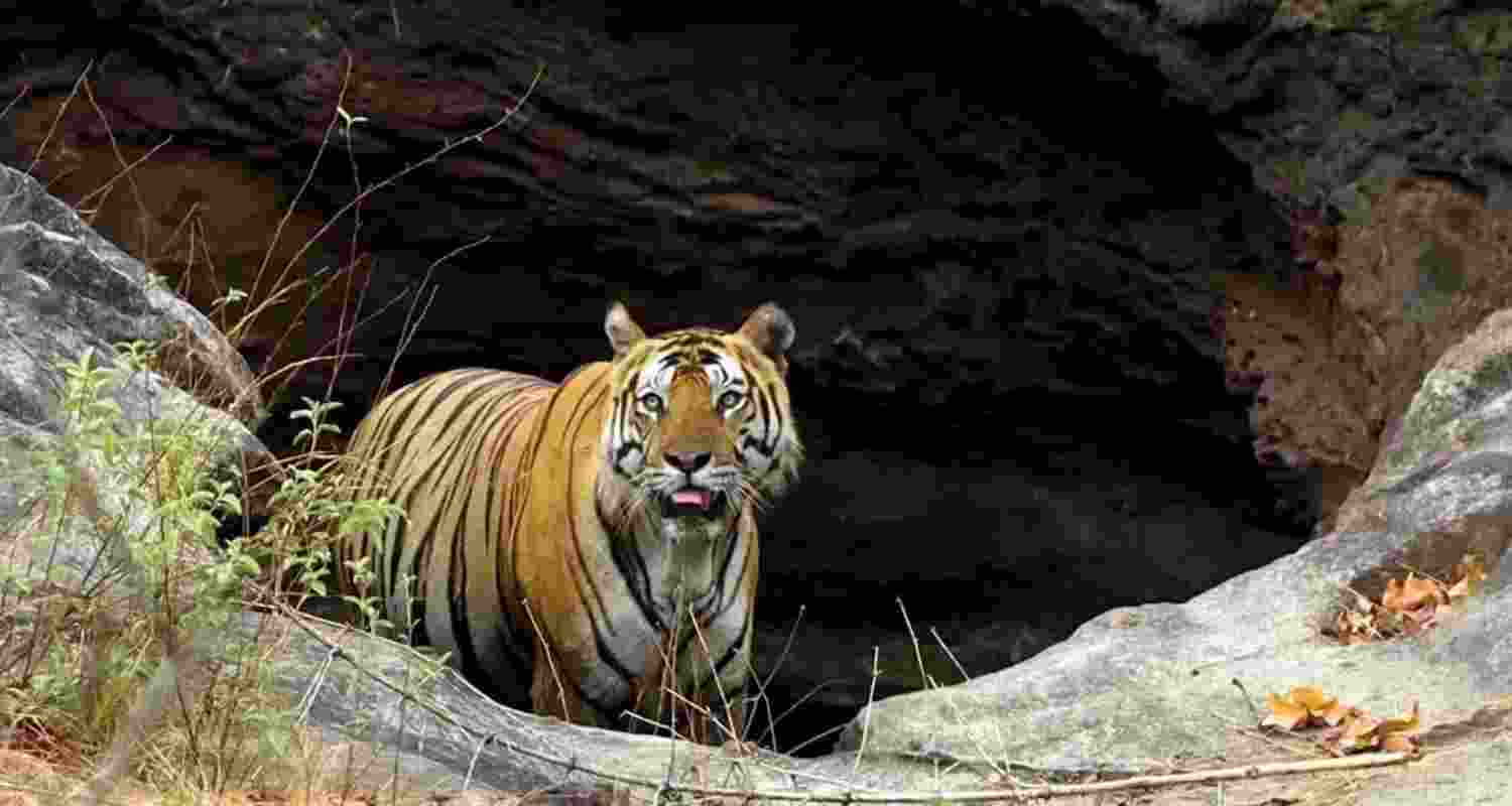 According to eyewitnesses, a strong stench emanating from the old well, which is located about 1.5 kilometres from the village, indicated that the feline had died at least five to six days prior to the carcass being found