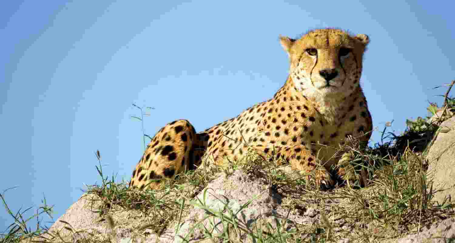 A five-member South African delegation visited the Gandhi Sagar Wildlife Sanctuary (GSWS), located on the boundary of Mandsaur and Neemuch districts in Madhya Pradesh, after its field visit to Kuno National Park on Thursday