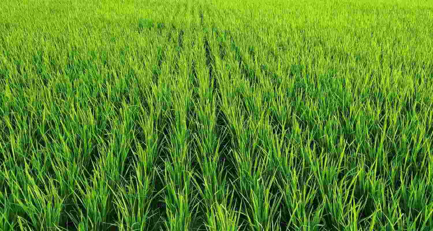 Further crop estimates in 2025-26 include maize production, estimated at 28.3 million tonnes, up from 24.8 million tonnes the previous year, while coarse cereals are pegged at 41.4 million tonnes Further crop estimates in 2025-26 include maize production, estimated at 28.3 million tonnes, up from 24.8 million tonnes the previous year, while coarse cereals are pegged at 41.4 million tonnes