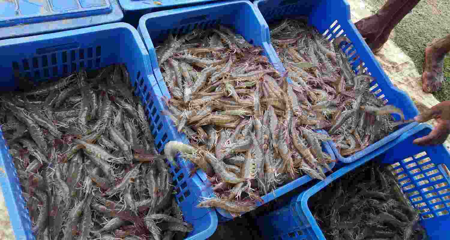 A report by India Ratings and Research (Ind-Ra) has predicted a decline of 12 per cent Y-O-Y in India’s shrimp exporters’ revenue in 2025-26