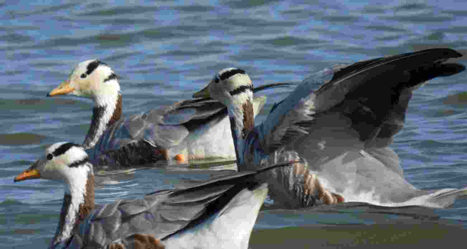 Tagged bar-headed geese from Bihar reach Tibet wetlands