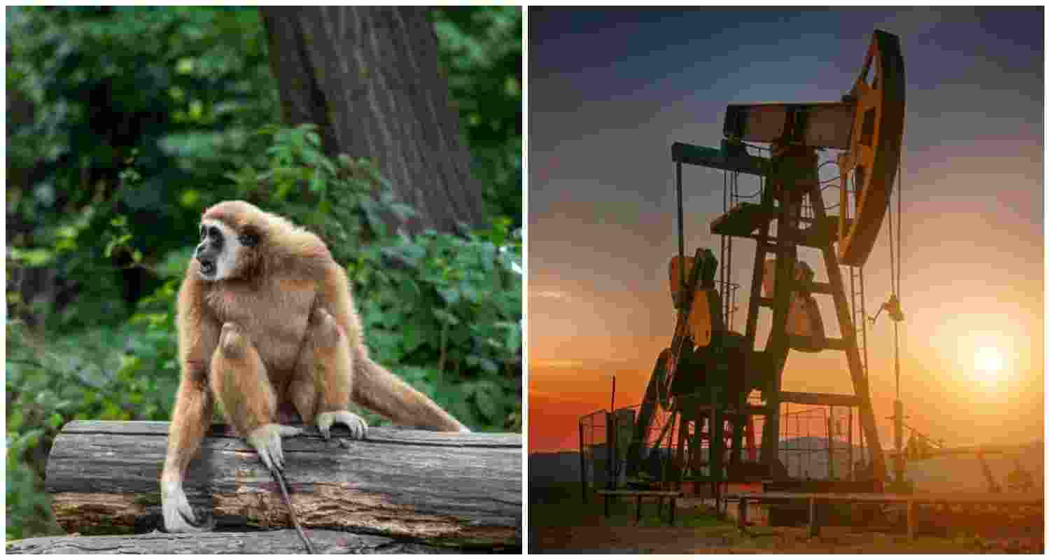 A hoolock gibbon rests peacefully in the Hoollongapar Gibbon Wildlife Sanctuary, Assam – the sole habitat of India's only ape species, now facing the challenges of oil exploration.