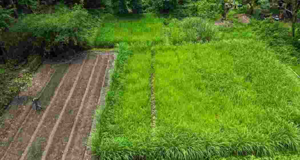 A prepared patch of land awaits grass planting beside a fully grown grass plot inside Jaldapara National Park, part of a major effort to stop wildlife straying into villages and maintain ecological balance.