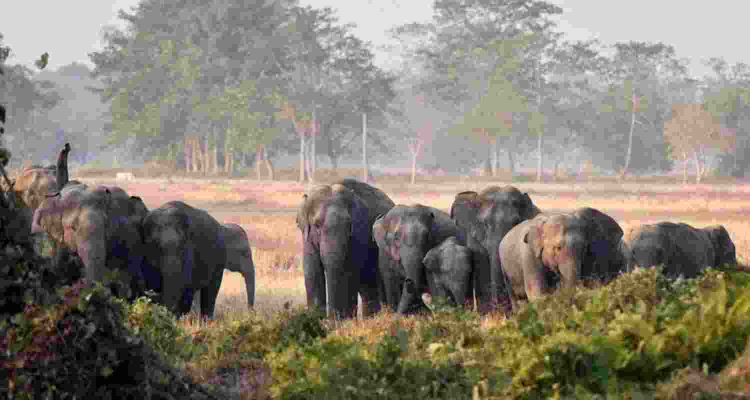 Jharkhand plans 10-year strategy to curb elephant menace
