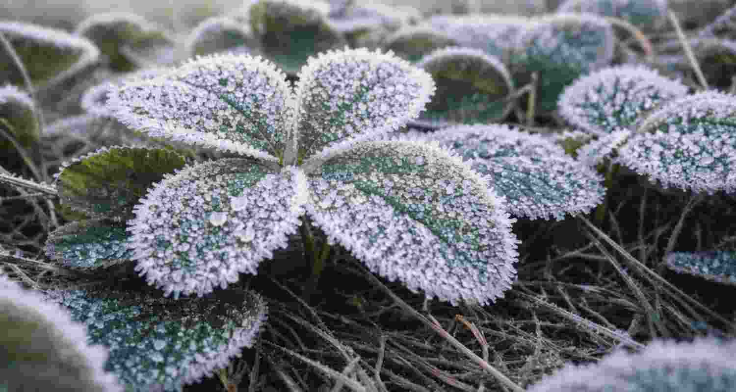 Jharkhand shivers as McCluskieganj records sub-zero temperature Jharkhand shivers as McCluskieganj records sub-zero temperature