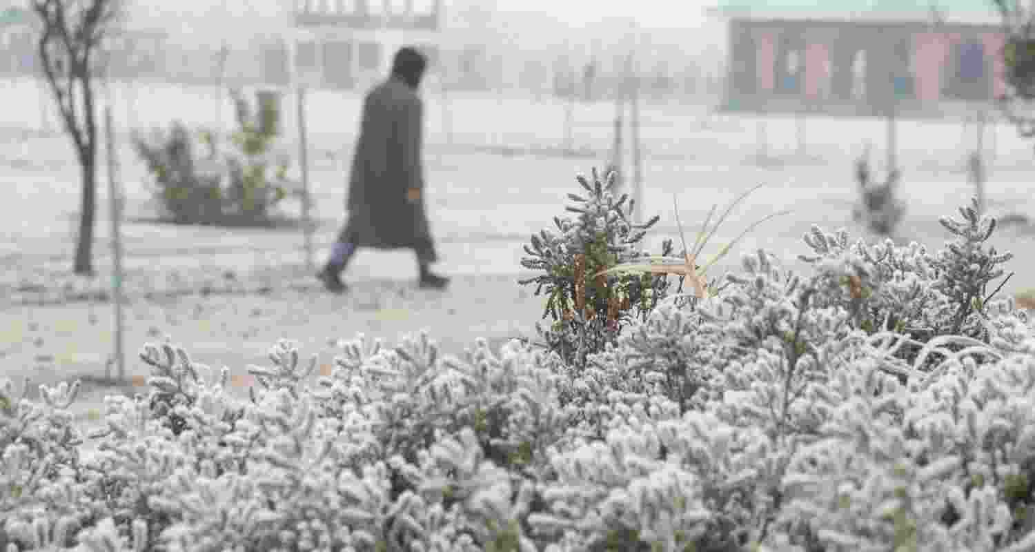 A person walks past frost-covered plantations on a cold winter morning, in Srinagar, Saturday, Nov. 29, 2025. Kashmir is experiencing its coldest November since 2007, with minimum temperatures dipping below the freezing point across several locations, officials said on Friday.