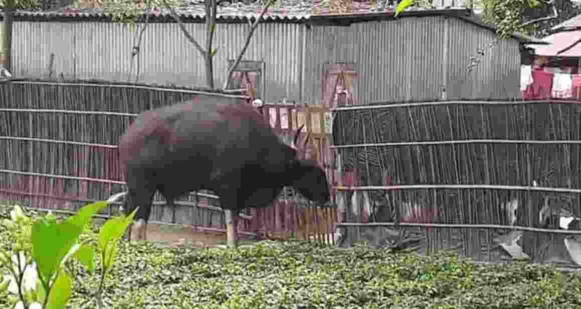 Wild bison kills woman, injures 3 in Bengal tea garden