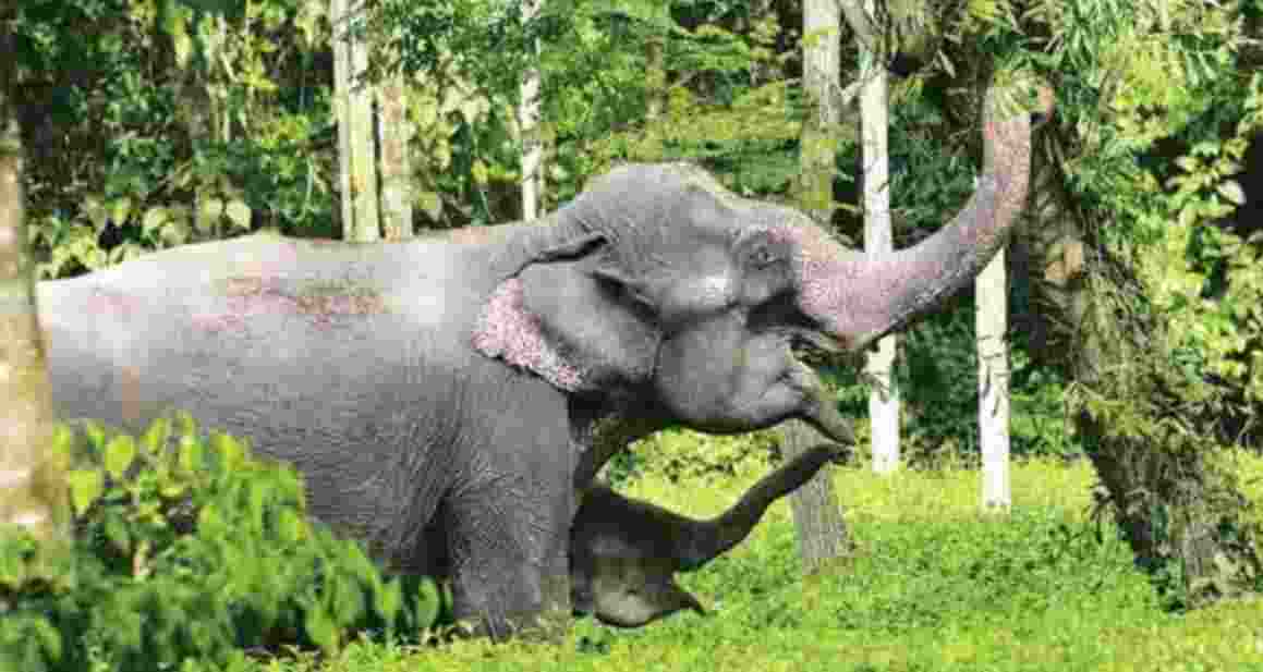 Elephant worth ₹1 cr stolen in Jharkhand, FIR lodged