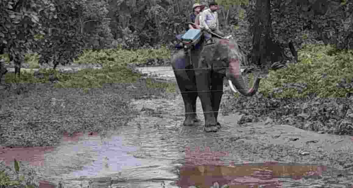 Jaldapara’s flood heroes: Kumki elephants to be honoured