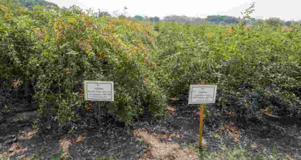 Transplantation of pigeonpea enhances productivity: ICRISAT 