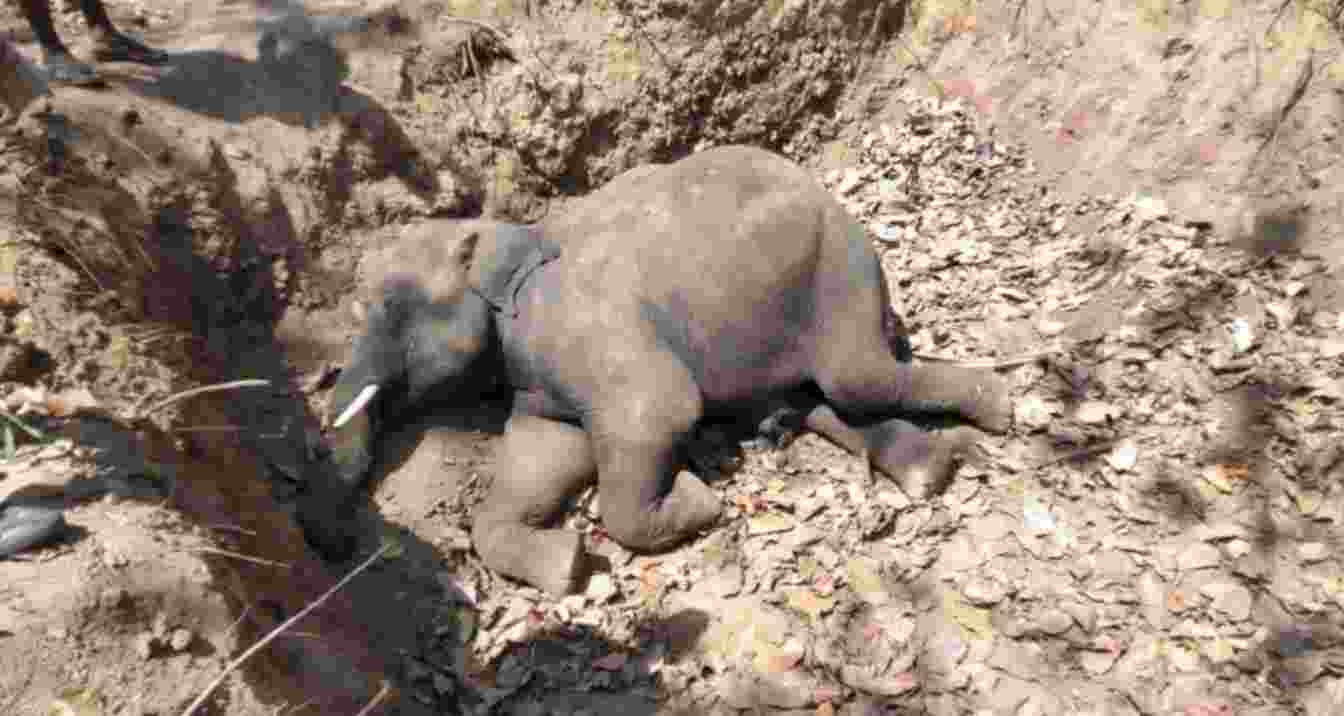 Elephant calf found dead in Naxalbari