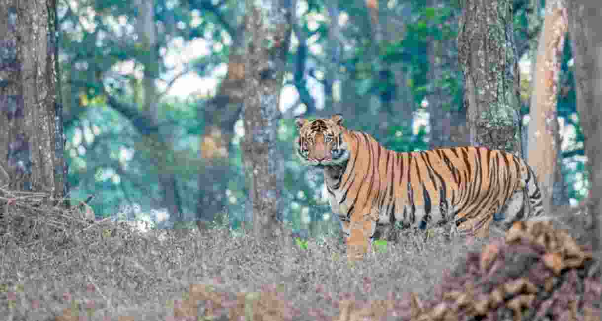 Tiger census begins in Odisha’s Similipal
