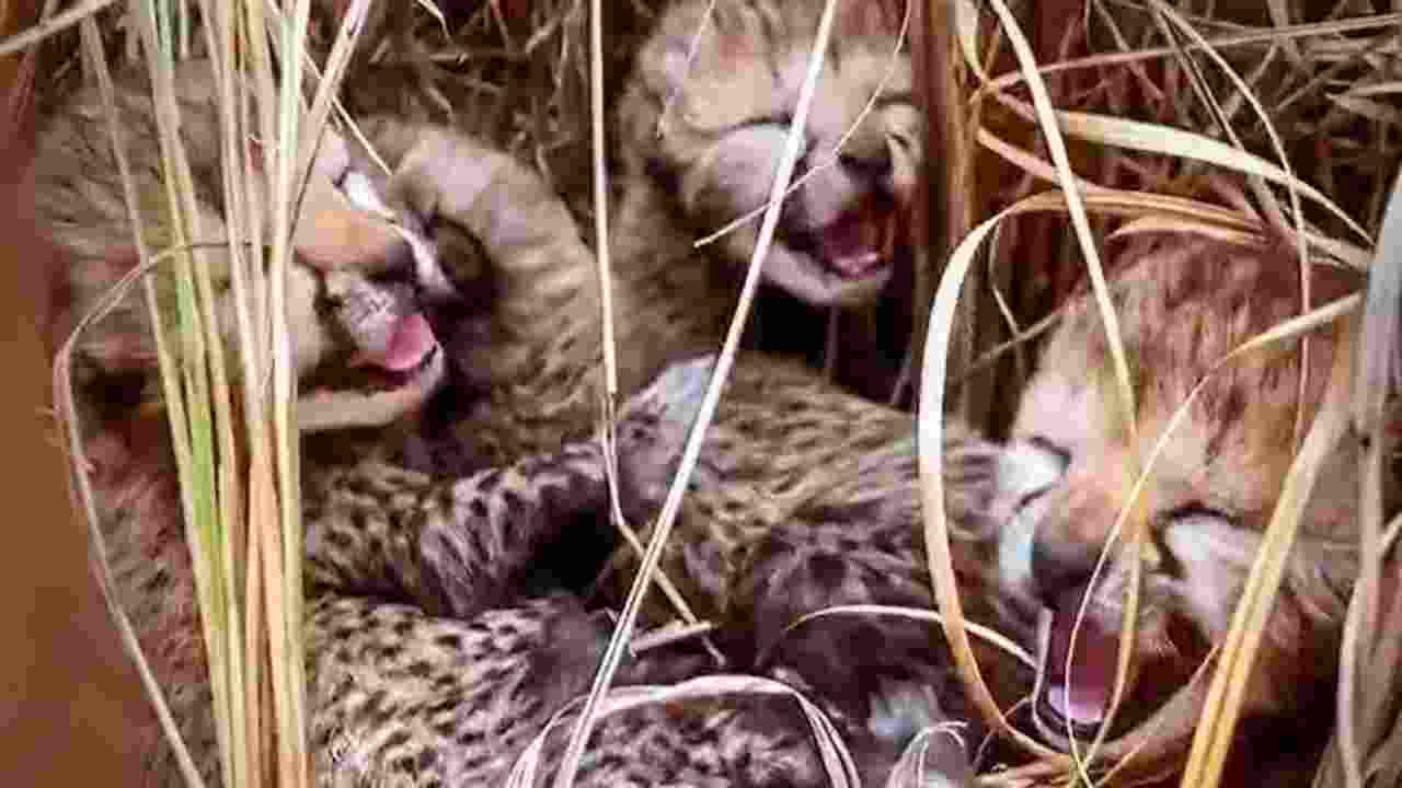 Cheetah Neerva’s cubs born in MP’s Kuno National Park