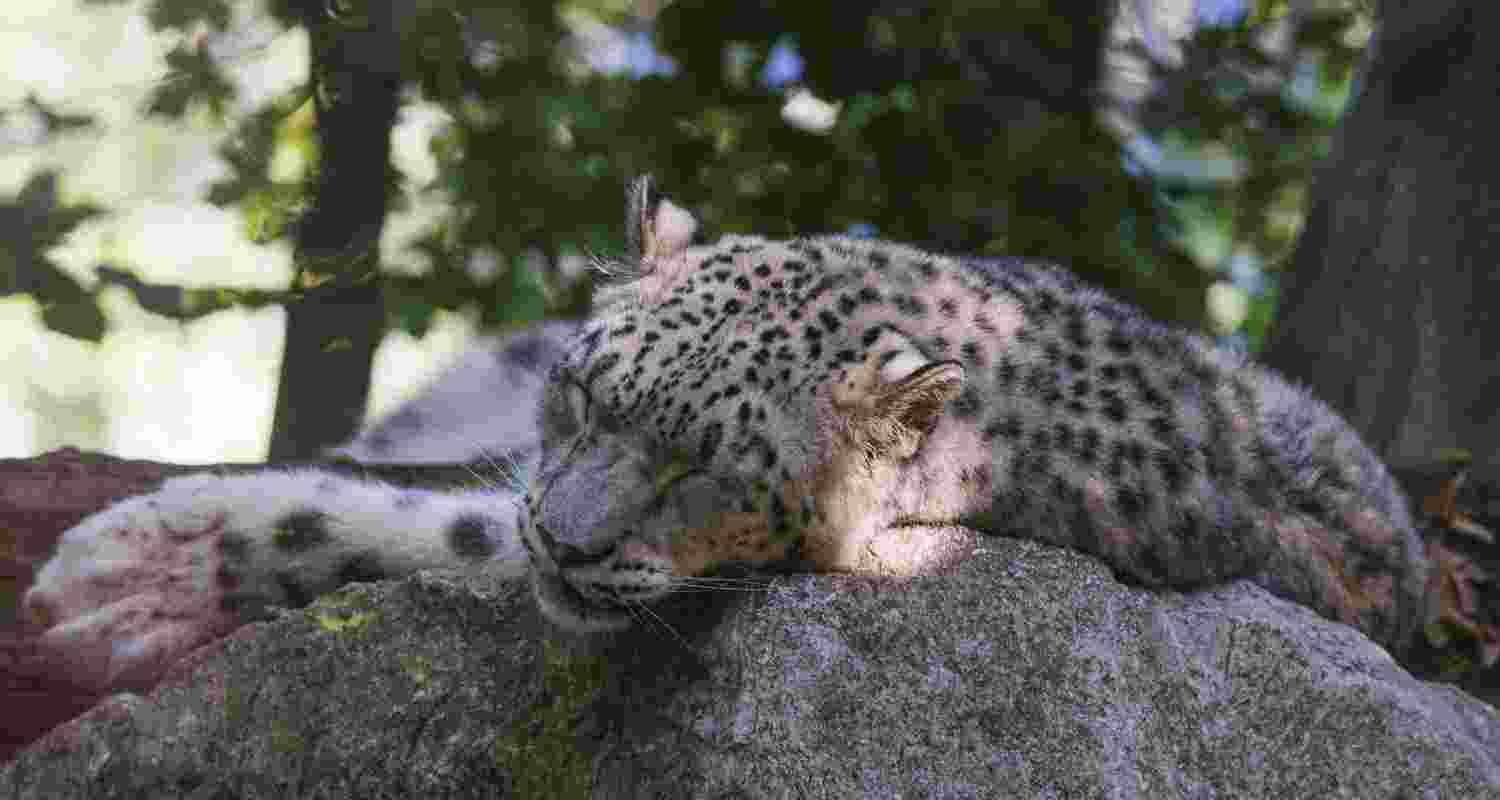 Leopard cub found dead in Dudhwa buffer zone; officials confirm death due to attack by another leopard after post-mortem and field evidence.