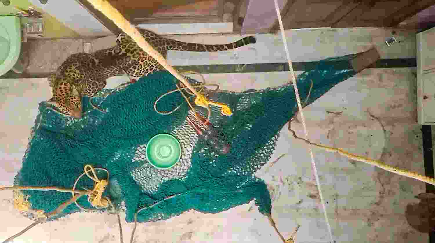 A leopard was trapped on Monday in North Delhi's Wazirabad.(PTI).