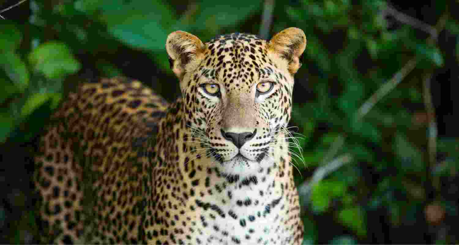 Representative Image. 