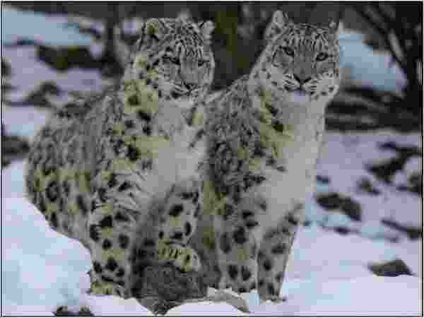 Snow leopards presence confirmed by study in J&K Himalayas Snow leopards presence confirmed by study in J&K Himalayas