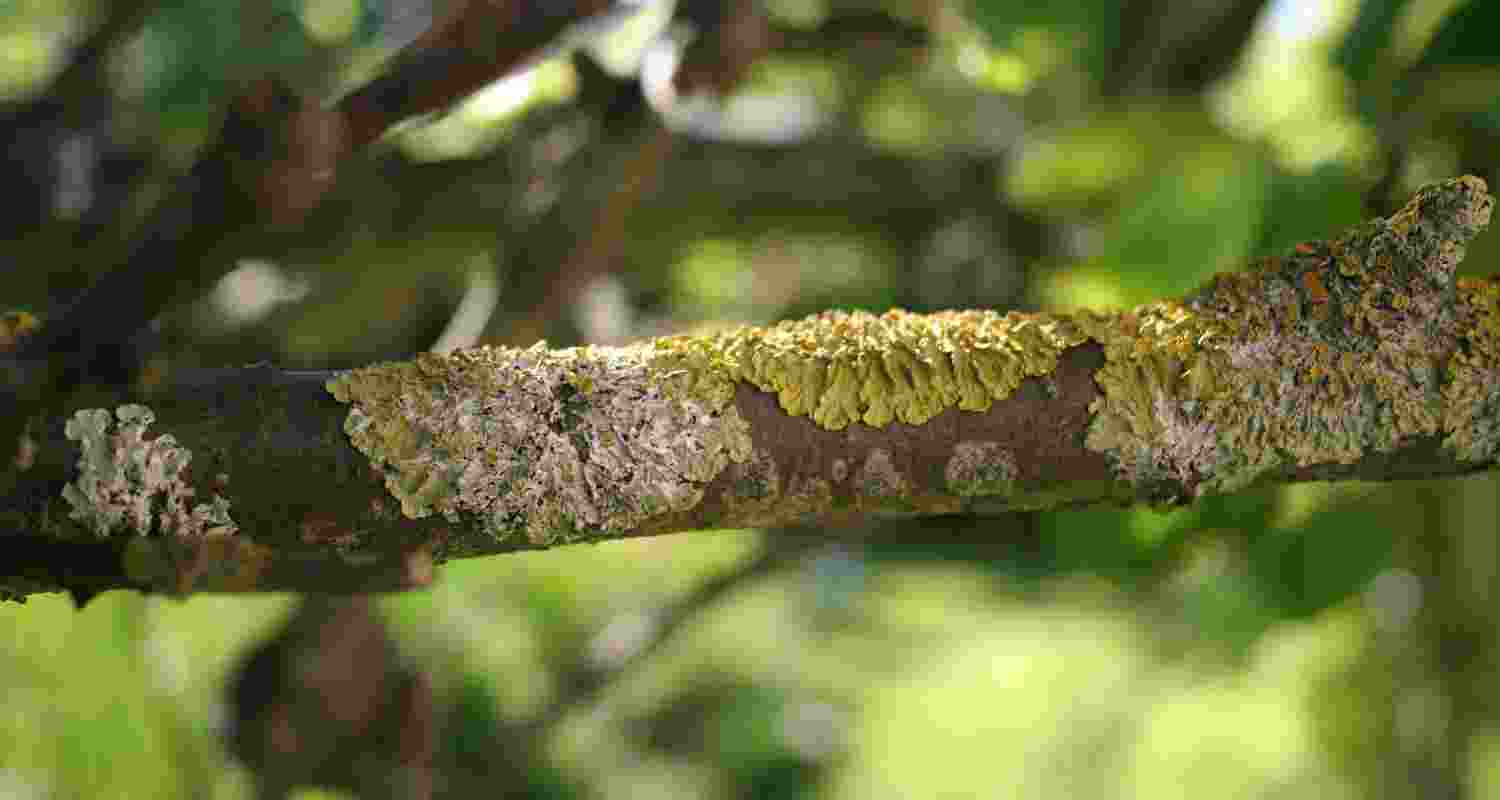 How lichens are bringing stone to life?