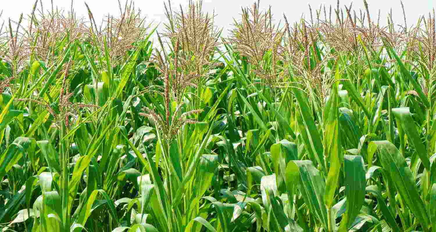 Himachal extends insurance deadline for crops