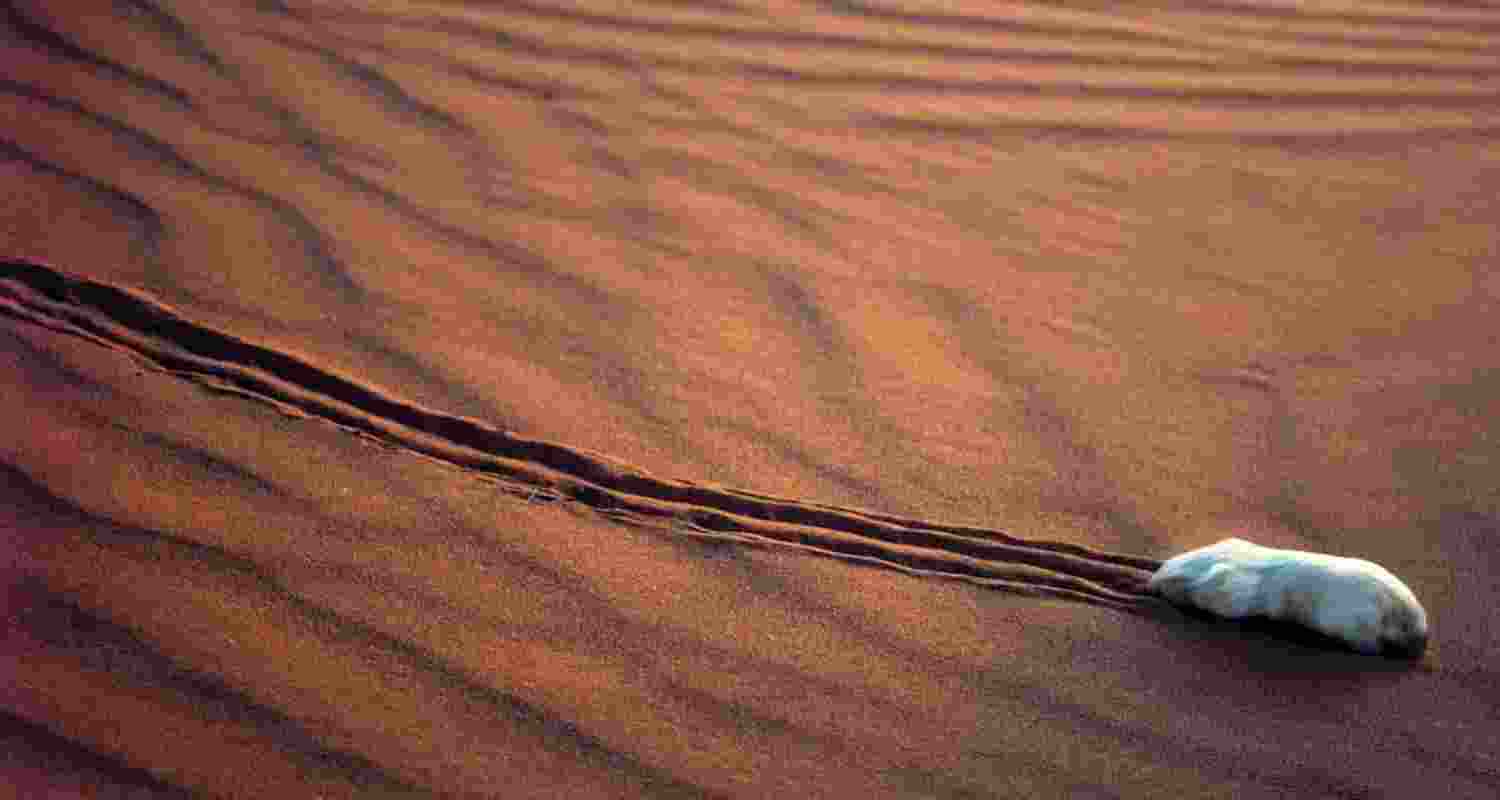 Secrets of Australia's elusive marsupial mole revealed